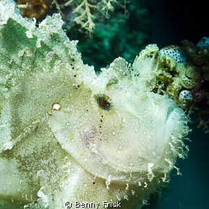 Portrait of a leaf fish by Benny Frick 